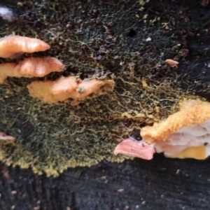 Physarum sp. (genus) at Box Cutting Rainforest Walk - 13 Jun 2024