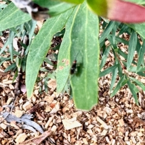 Braconidae (family) at Aranda, ACT - 14 Jun 2024