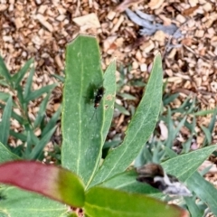 Braconidae (family) at Aranda, ACT - 14 Jun 2024