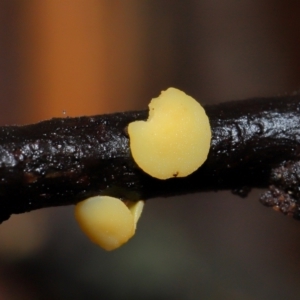 Bisporella citrina at ANBG - 14 Jun 2024 12:51 PM