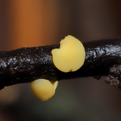 Bisporella citrina (Yellow Fairy Cups or Lemon Discos) at ANBG - 14 Jun 2024 by TimL