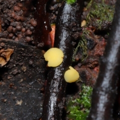 Bisporella citrina at ANBG - 14 Jun 2024 12:51 PM