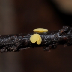 Bisporella citrina at ANBG - 14 Jun 2024 12:51 PM