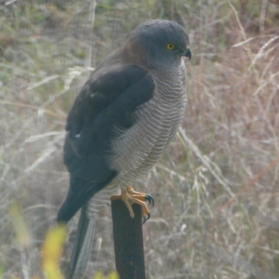 Tachyspiza fasciata (Brown Goshawk) at Wandiyali-Environa Conservation Area - 14 Jun 2024 by Wandiyali