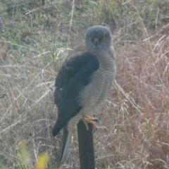 Accipiter fasciatus at QPRC LGA - 14 Jun 2024