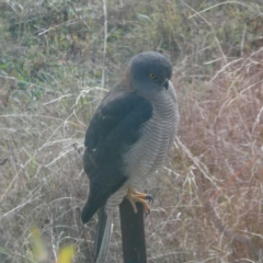 Accipiter fasciatus at QPRC LGA - 14 Jun 2024