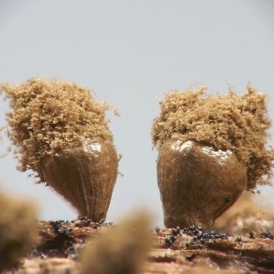 Hemitrichia clavata at Bodalla State Forest - 14 Jun 2024 by Teresa