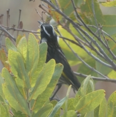 Phylidonyris novaehollandiae (New Holland Honeyeater) at QPRC LGA - 14 Jun 2024 by Wandiyali