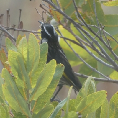 Phylidonyris novaehollandiae (New Holland Honeyeater) at suppressed - 14 Jun 2024 by Wandiyali