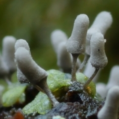 Arcyria cinerea at Kianga, NSW - 14 Jun 2024 by Teresa