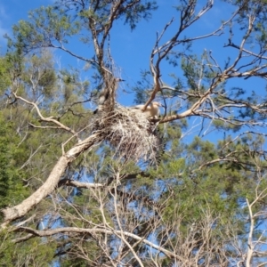 Anhinga novaehollandiae at South Talwood, QLD - 7 Aug 2022 11:29 AM