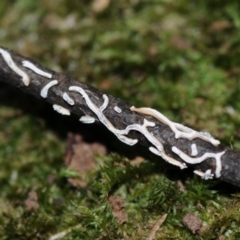 Angioridium sinuosum at Box Cutting Rainforest Walk - 14 Jun 2024 by Teresa