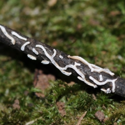 Angioridium sinuosum at Box Cutting Rainforest Walk - 14 Jun 2024 by Teresa