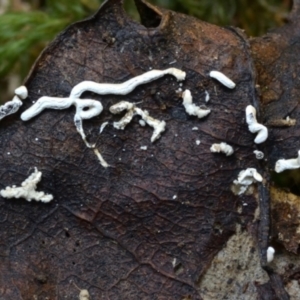 Physarum bivalve at suppressed - 14 Jun 2024