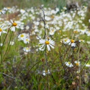 Brachyscome sp. at Mungindi, NSW - 7 Aug 2022 02:57 PM