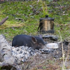 Sus scrofa (Pig (feral)) at South Talwood, NSW - 5 Aug 2022 by MB