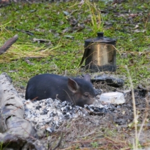 Sus scrofa at South Talwood, NSW - 6 Aug 2022 07:10 AM