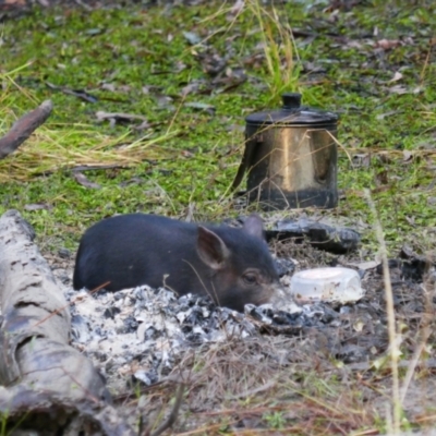 Sus scrofa (Feral Pig) at South Talwood, NSW - 6 Aug 2022 by MB