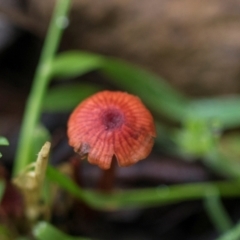 Cruentomycena viscidocruenta (Ruby Mycena) at Glenbog State Forest - 17 Jan 2024 by AlisonMilton