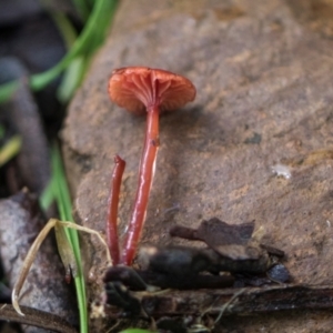 Cruentomycena viscidocruenta at Glenbog State Forest - 18 Jan 2024 08:15 AM