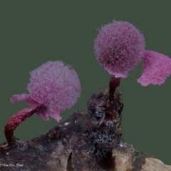 Physarum roseum (A slime mould) at Box Cutting Rainforest Walk - 14 Jun 2024 by Teresa