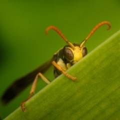 Polistes (Polistella) humilis (Common Paper Wasp) at Australian National University - 14 Jun 2024 by Angus44