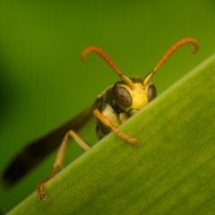 Polistes (Polistella) humilis (Common Paper Wasp) at ANU Banks Precinct - 14 Jun 2024 by Angus44