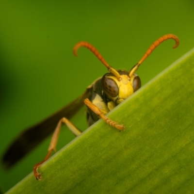 Polistes (Polistella) humilis (Common Paper Wasp) at Australian National University - 14 Jun 2024 by Angus44