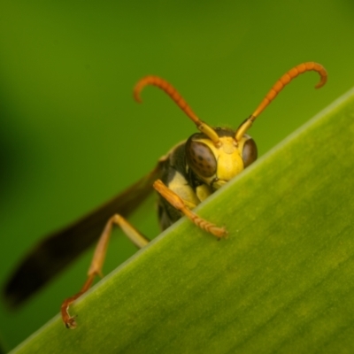 Polistes (Polistella) humilis (Common Paper Wasp) at ANU Banks Precinct - 14 Jun 2024 by Angus44