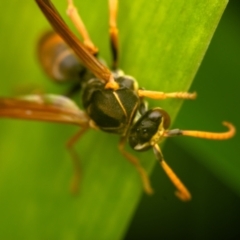 Polistes (Polistella) humilis at Australian National University - 14 Jun 2024