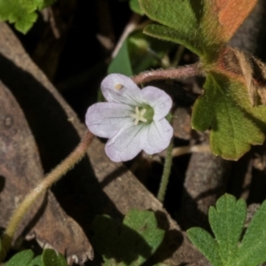 Geranium potentilloides var. potentilloides at Glenbog State Forest - 18 Jan 2024