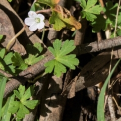 Geranium potentilloides var. potentilloides at Glenbog State Forest - 18 Jan 2024