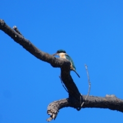 Todiramphus sanctus (Sacred Kingfisher) at Mullumbimby, NSW - 8 Jul 2018 by MB