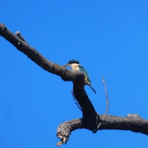 Todiramphus sanctus at Mullumbimby, NSW - 8 Jul 2018