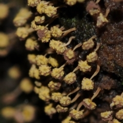 Physarum viride at Box Cutting Rainforest Walk - 14 Jun 2024 by Teresa