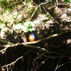 Ceyx azureus (Azure Kingfisher) at Ocean Shores, NSW - 8 Jul 2018 by MB