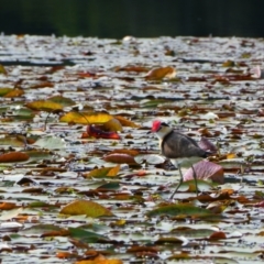 Irediparra gallinacea (Comb-crested Jacana) at Doon Doon, NSW - 10 Jul 2018 by MB