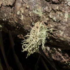 Usnea sp. (genus) (Bearded lichen) at Glenbog State Forest - 17 Jan 2024 by AlisonMilton