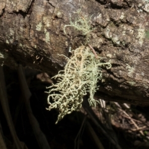 Usnea sp. (genus) at Glenbog State Forest - 18 Jan 2024 08:18 AM