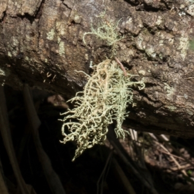 Usnea sp. (genus) (Bearded lichen) at Glenbog State Forest - 18 Jan 2024 by AlisonMilton