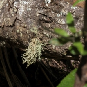 Usnea sp. (genus) at Glenbog State Forest - 18 Jan 2024 08:18 AM