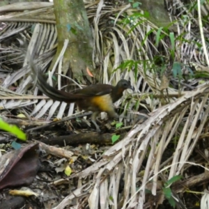Menura alberti at Wollumbin National Park - 10 Jul 2018 01:37 PM