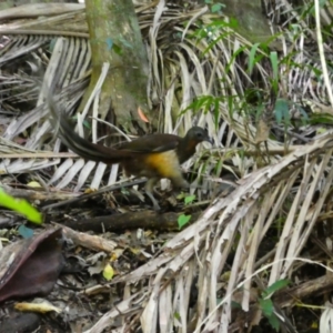 Menura alberti at Wollumbin National Park - 10 Jul 2018 01:37 PM