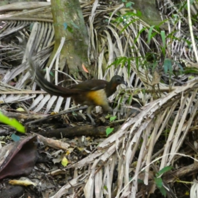 Menura alberti (Albert's Lyrebird) at Wollumbin National Park - 10 Jul 2018 by MB