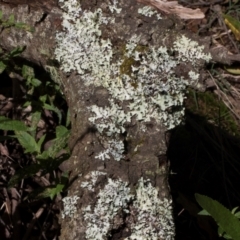 Flavoparmelia sp. at Glenbog State Forest - 18 Jan 2024 by AlisonMilton