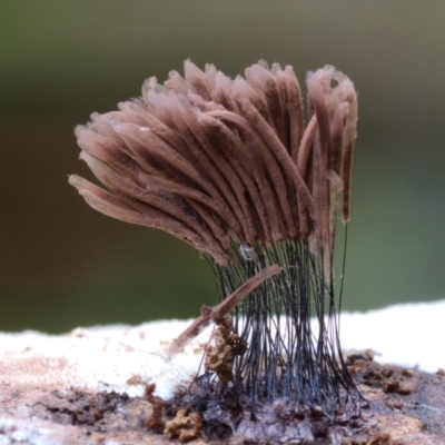 Stemonitis fusca at Kianga, NSW - 14 Jun 2024 by Teresa