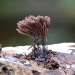 Stemonitis fusca at Box Cutting Rainforest Walk - suppressed