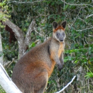 Wallabia bicolor at Bundjalung National Park - 12 Jul 2018 03:09 PM