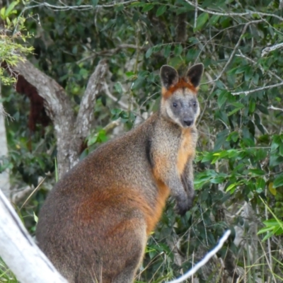 Wallabia bicolor (Swamp Wallaby) at Bundjalung National Park - 12 Jul 2018 by MB