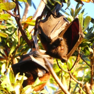 Pteropus scapulatus (Little Red Flying Fox) at Evans Head, NSW - 12 Jul 2018 by MB